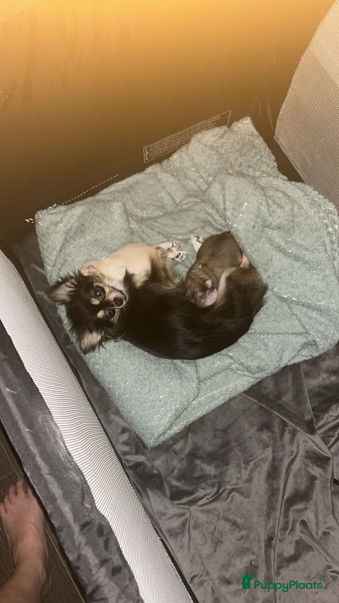 Pomchi honden te koop: 2 mooi pomchi’s te koop( mannelijke  - Advertentie 4