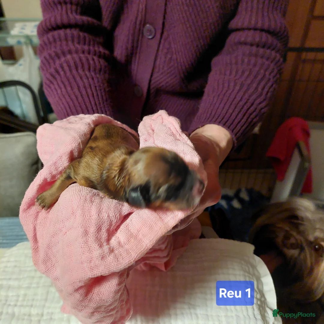 Havanezer honden te koop: Havanezer pups met FCI stamboom - Advertentie 10