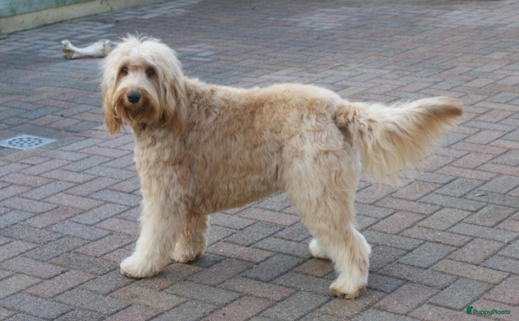 Labradoodle honden - Advertentie 11