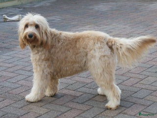 Labradoodle honden labradoodle F 3 medium - Advertentie 18