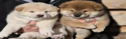 Shiba honden te koop: Shiba pups met stamboom - Advertentie 3