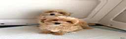 Maltipoo honden te koop: Mini maltipoo f1 , lief, speels en gezond - Advertentie 2