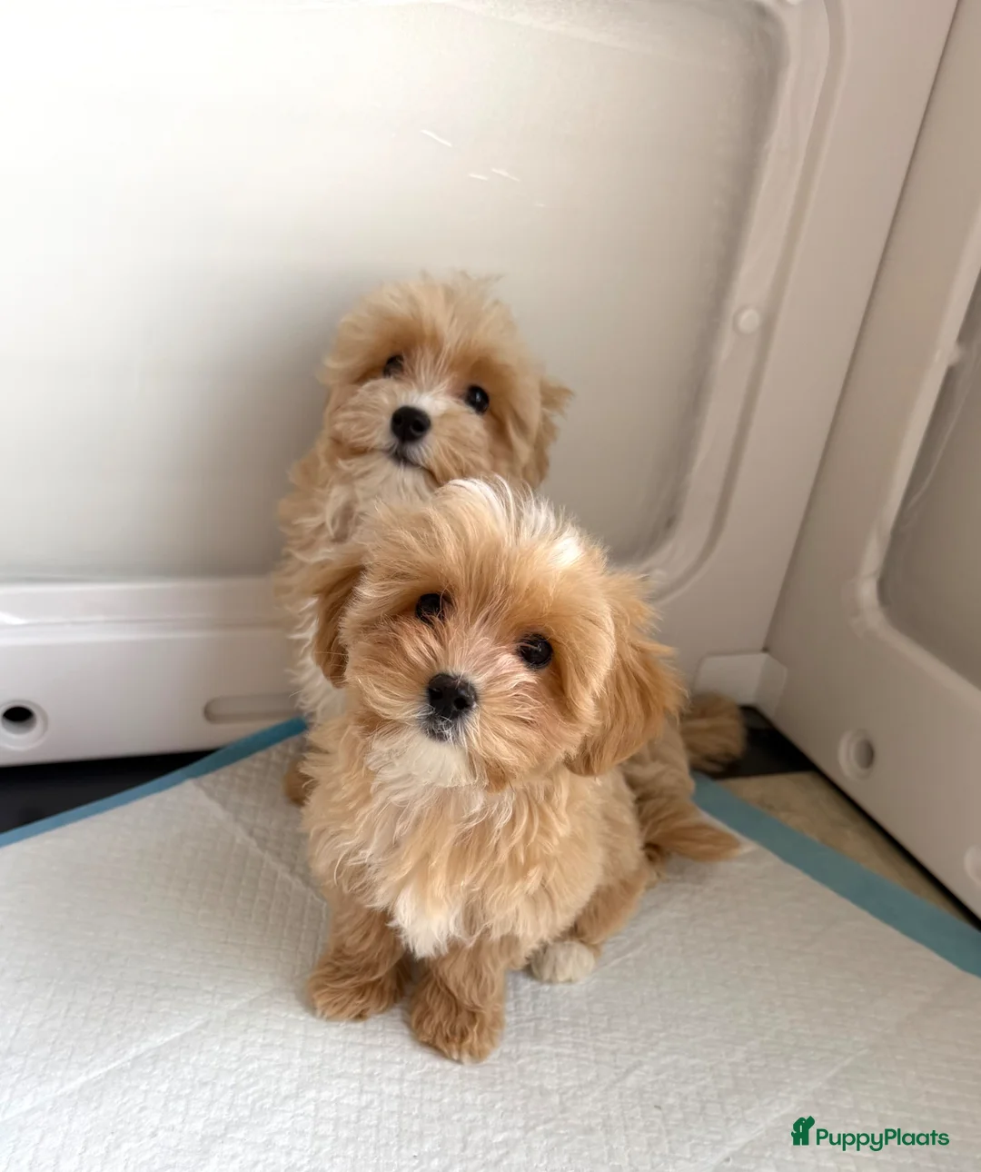 Maltipoo honden te koop: Mini maltipoo f1 , lief, speels en gezond - Advertentie 2