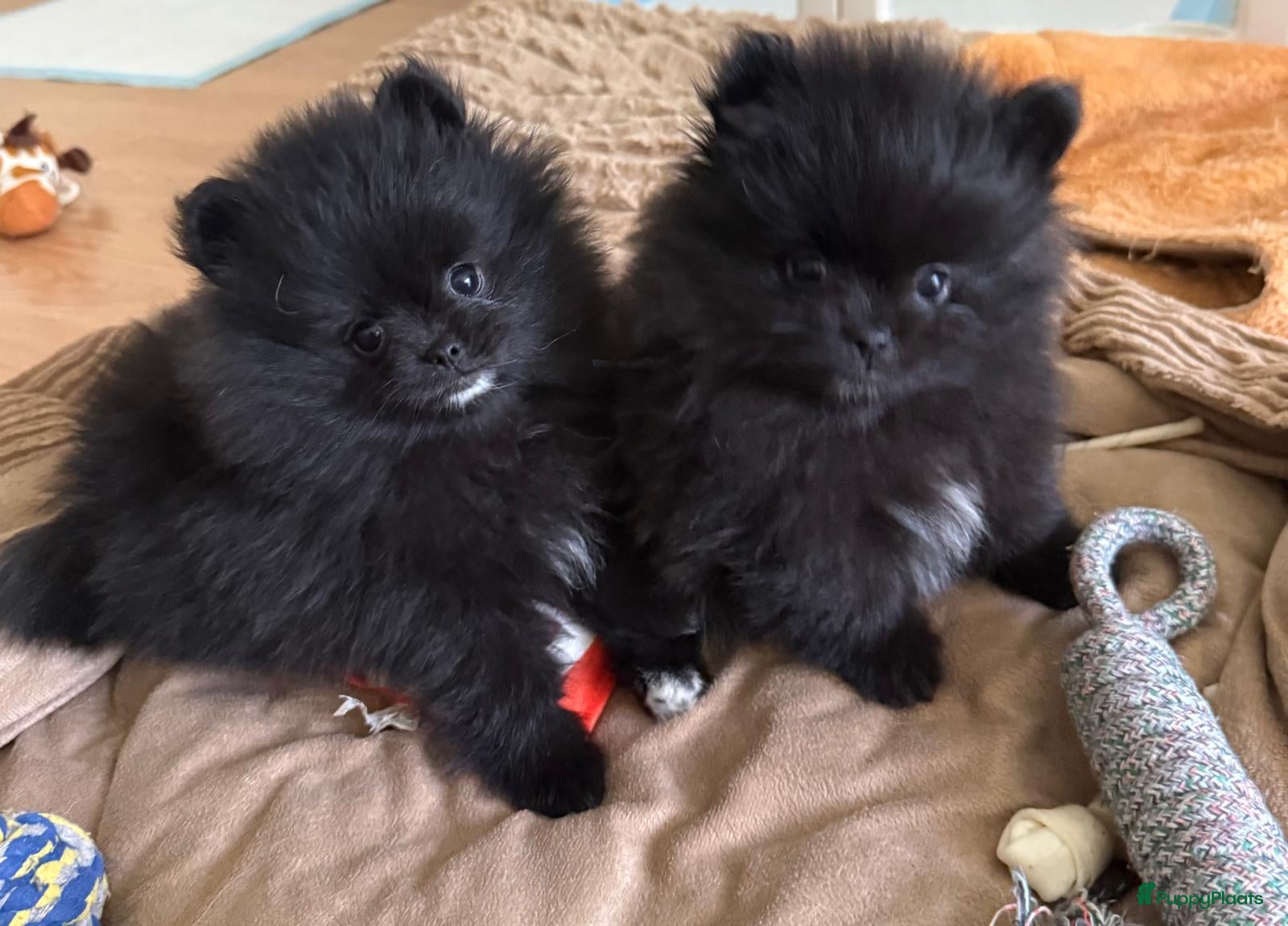 Pomeriaan honden Mooie kleine zwarte pomeranians/dwergkees pups - Advertentie 1
