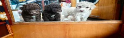 Spaanse Waterhond honden te koop: Echte schip-pups vanaf het Lauwersmeer! 🐾⛵ - Advertentie 12