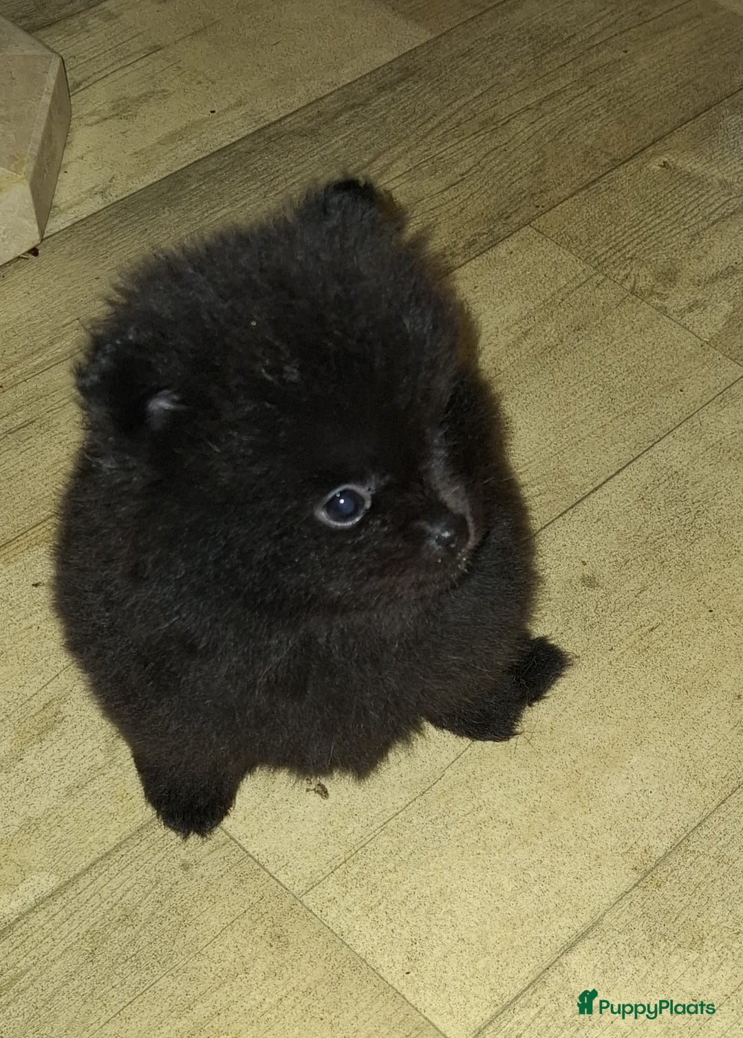 Pomeriaan honden te koop: Prachtig vol reutje opnieuw wegens annulering - Advertentie 3