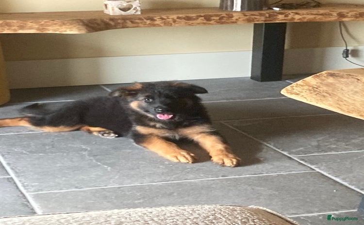 Duitse Herder honden - Advertentie 1