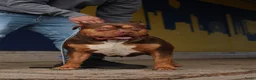 Amerikaanse Bulldog honden ter dekking: American bully XL Ter dekking(niet te koop) in Tilburg - Advertentie 1