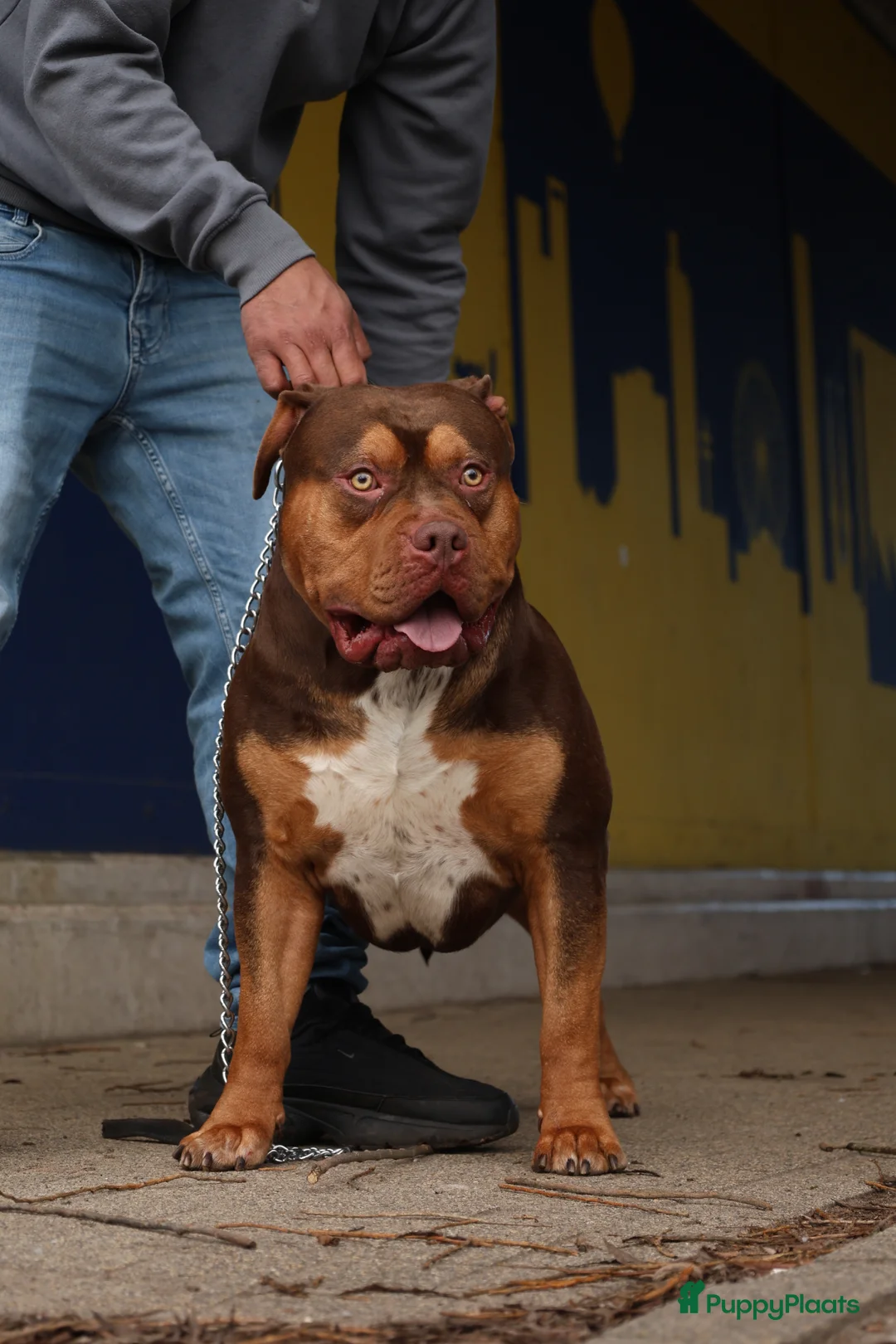 Amerikaanse Bulldog honden ter dekking: American bully XL Ter dekking(niet te koop) in Tilburg - Advertentie 1