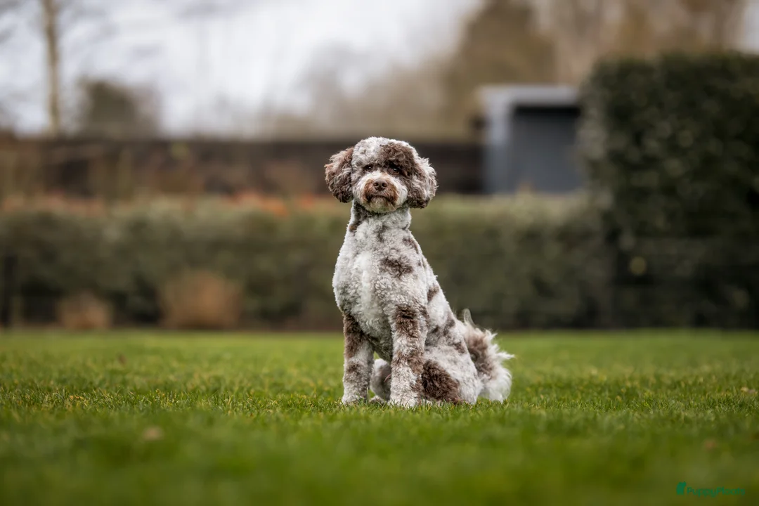 Goldendoodle honden te koop: Prachtig particulier nestje medium Goldendoodles - Advertentie 2