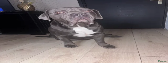 Tyson