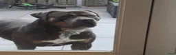 Amerikaanse Bully honden te koop: American Bully xl puppy’s  in Eindhoven - Advertentie 4