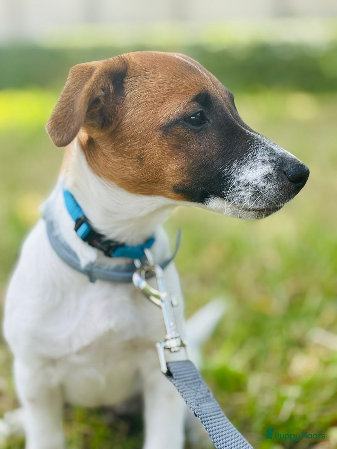 Jack Russel Terriër honden te koop: Jack russel  - Advertentie 2