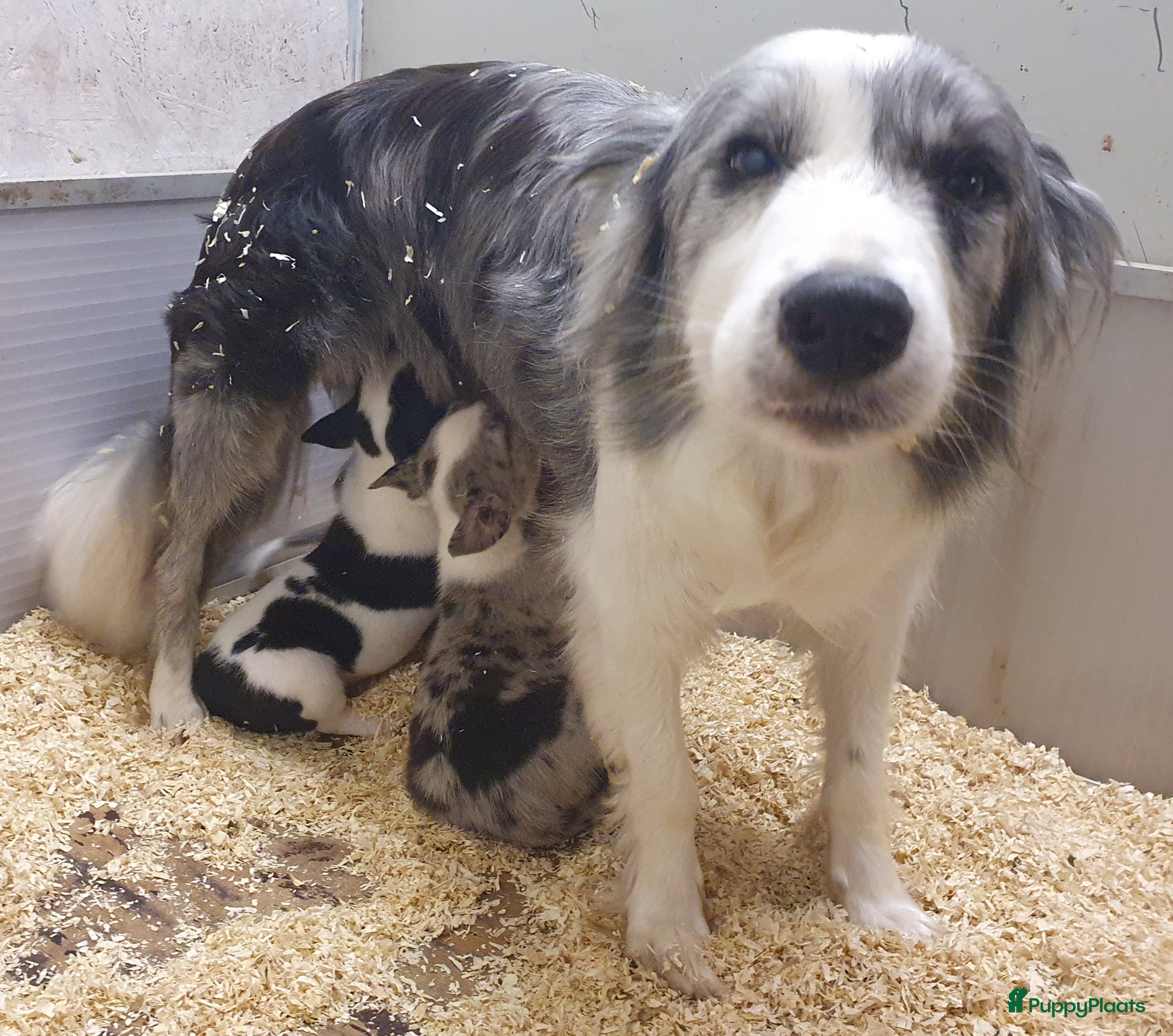 Kruising honden Border Collie Kruising pups  - Advertentie 1