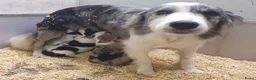 Kruising honden te koop: Border Collie Kruising pups  in Onstwedde - Advertentie 1