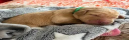 Labradoodle honden te koop: Laatste labradoodle teefje  - Advertentie 16