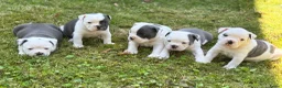 Old English Bulldog honden te koop: Prachtige Old English Bulldog pups - Advertentie 2