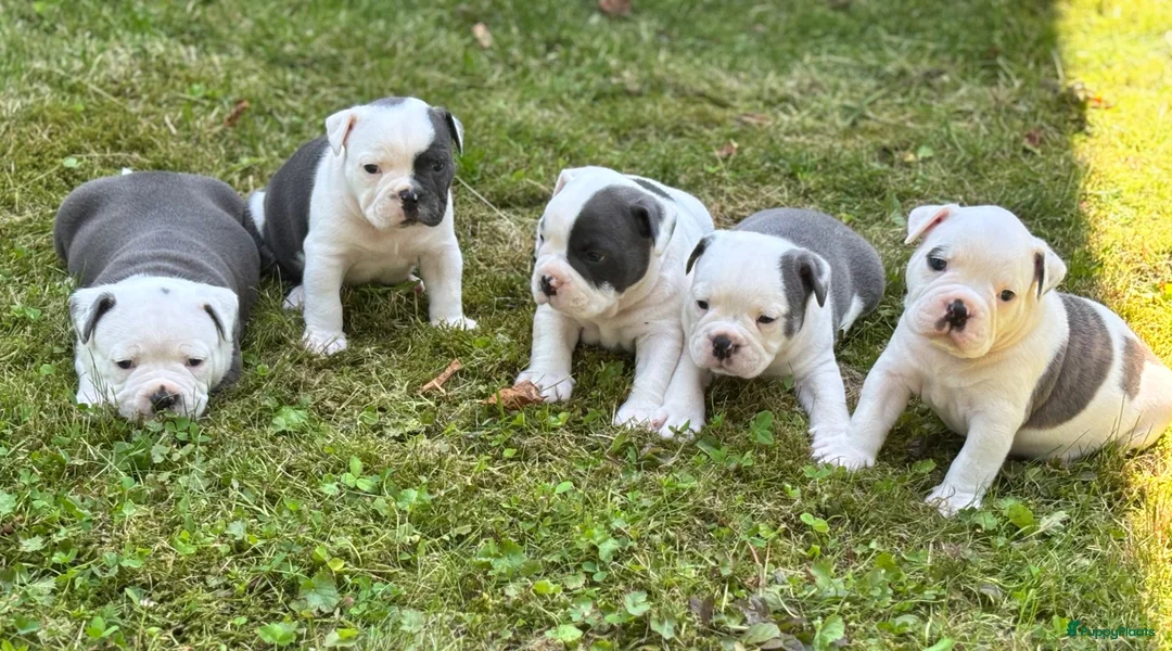Old English Bulldog honden te koop: Prachtige Old English Bulldog pups - Advertentie 2