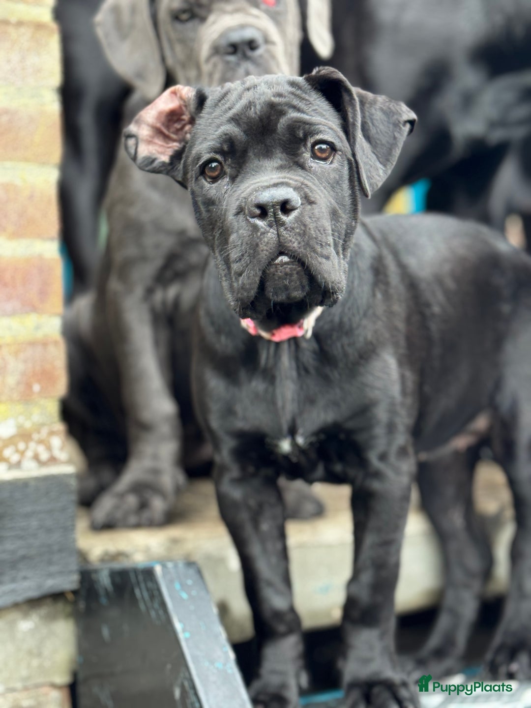 Cane Corso honden te koop: Cane Corso puppy's van 2 maanden oud te koop in Stad aan 't Haringvliet - Afbeelding 10