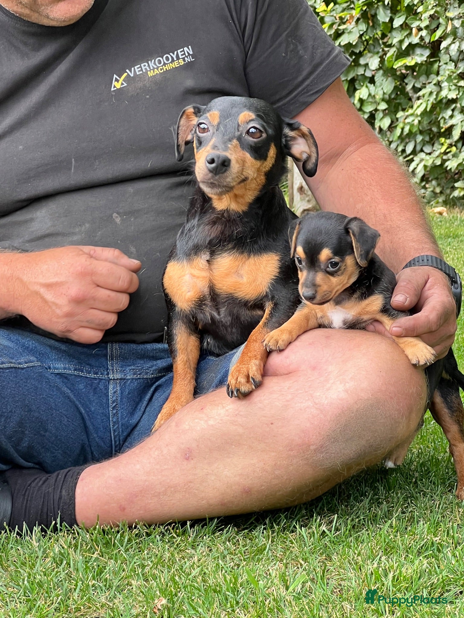Jack Russel Terriër honden Jack Russel pups, black and tan - Advertentie 1