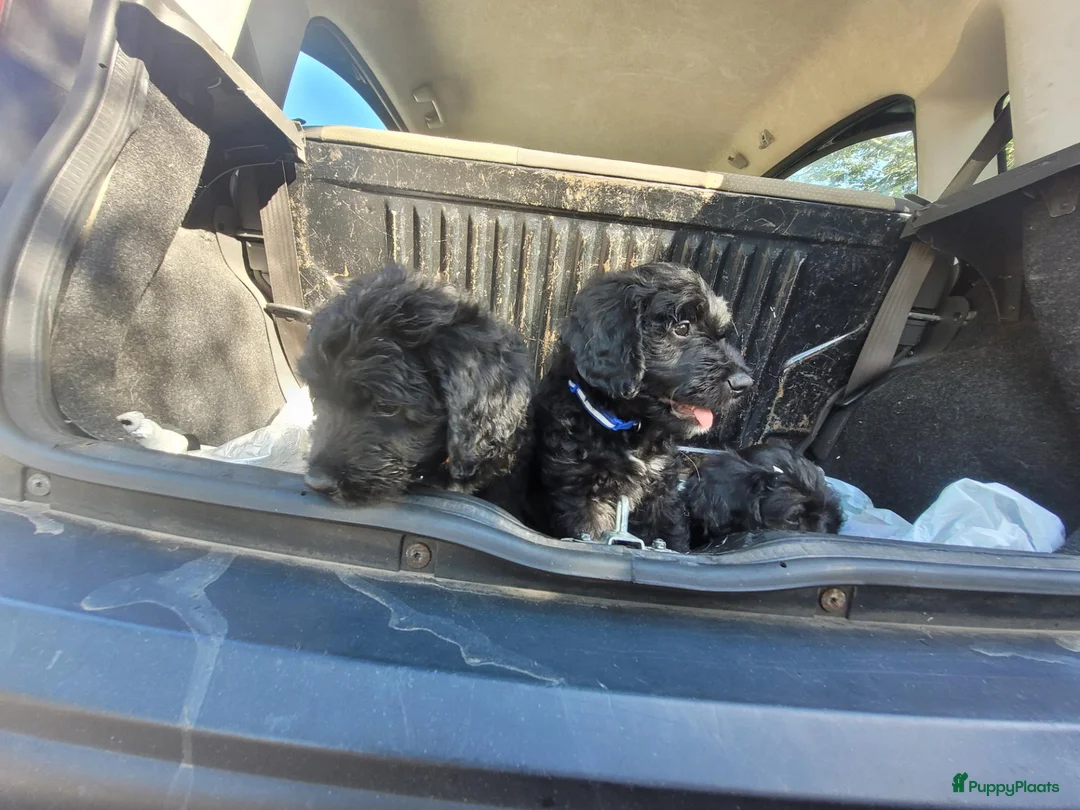 Goldendoodle honden te koop: Golden doodle zwart/wit bijzonder! - Advertentie 2