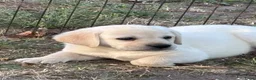 Labrador Retriever honden te koop: Gele Labrador reutjes  - Advertentie 2