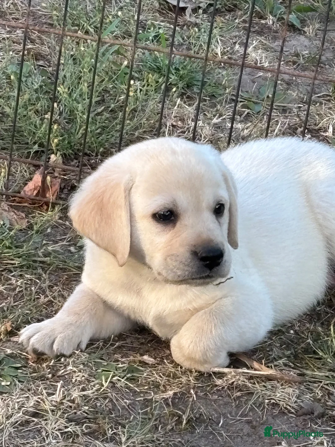 Labrador Retriever honden te koop: Gele Labrador reutjes  - Advertentie 2