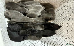 Cane Corso honden te koop: Cane corso pups - Afbeelding 5