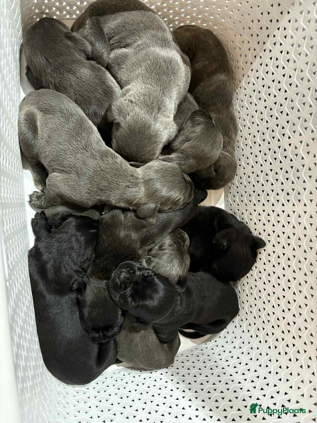 Cane Corso honden te koop: Cane corso pups - Afbeelding 5