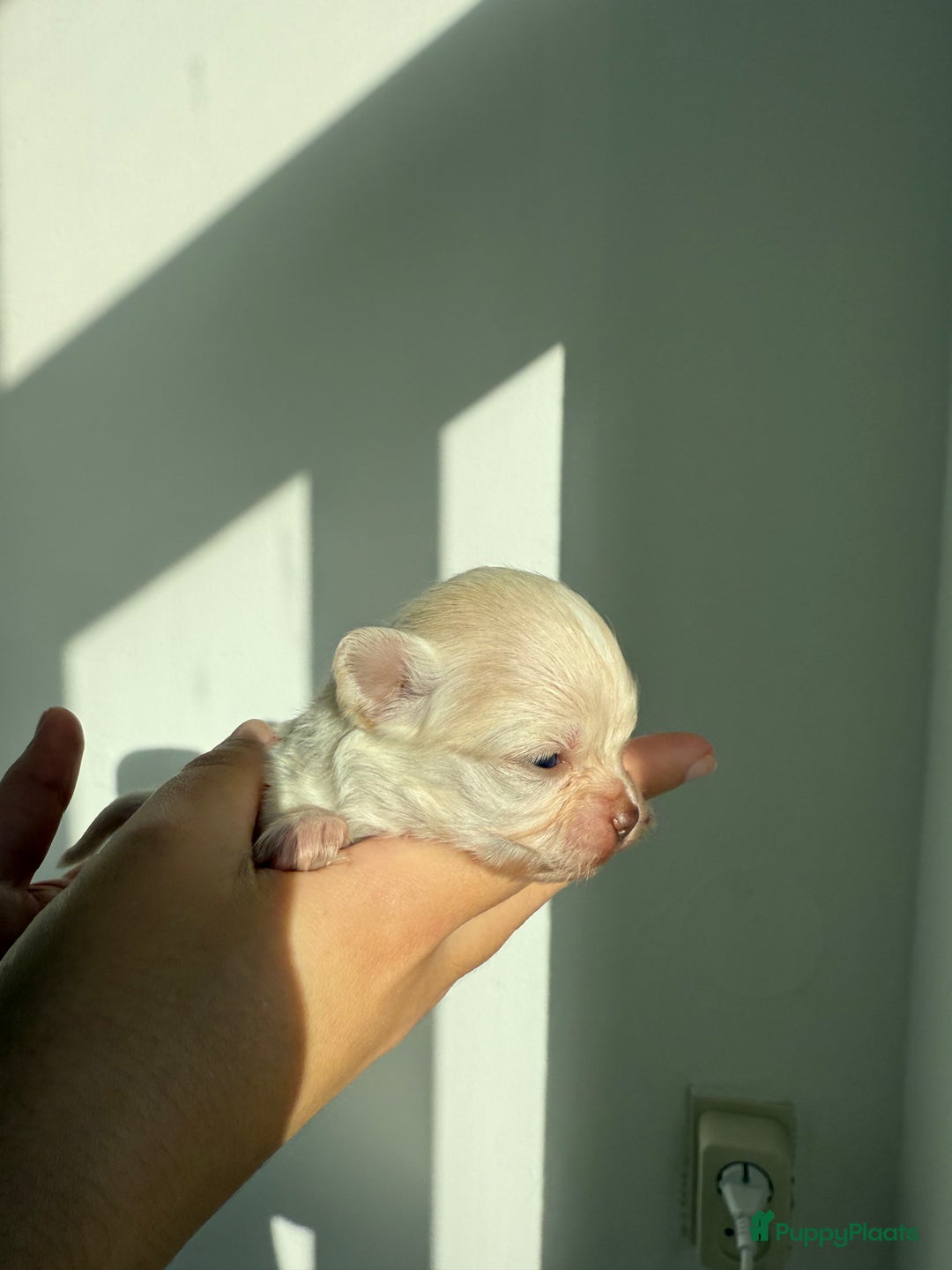 Chihuahua honden te koop: Chihuahuas pups - Advertentie 24