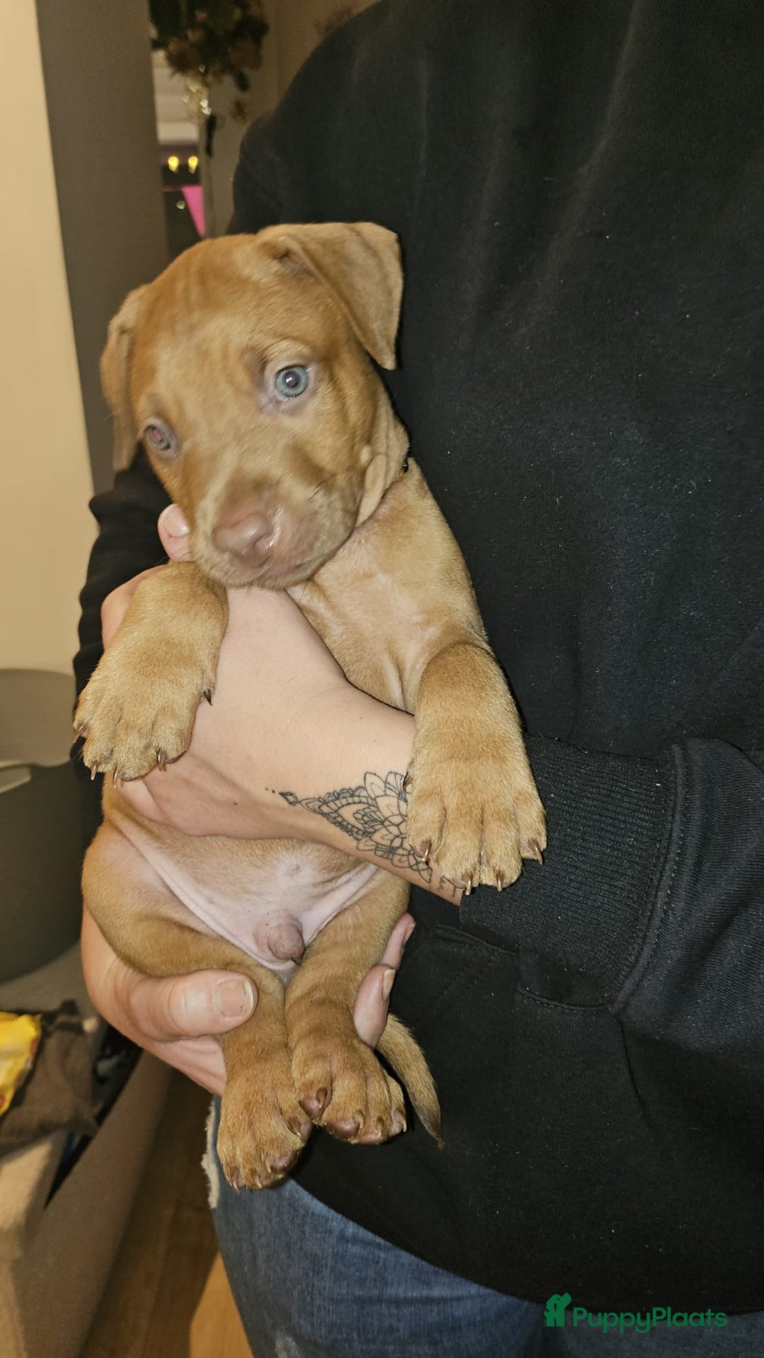 Kruising honden te koop: Prachtige pups te koop – Dobermann x Bully XL 🐾 - Advertentie 11