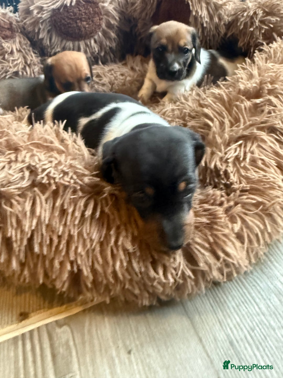 Teckel (korthaar)  honden te koop: Piebald dwergteckel pups - Advertentie 38