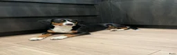 Entlebucher Sennenhond honden te koop: ■ PUP Entlebucher Sennenhond in Rijssen - Advertentie 30