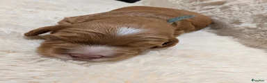 Australian Labradoodle 1