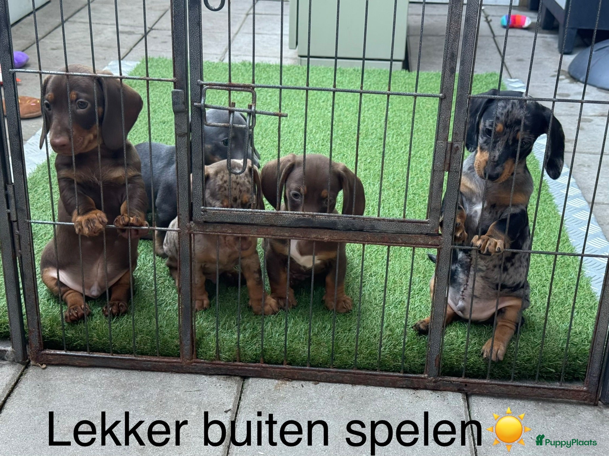 Teckel (korthaar)  honden Teckel mannetjes mogen het nestje verlaten - Advertentie 3