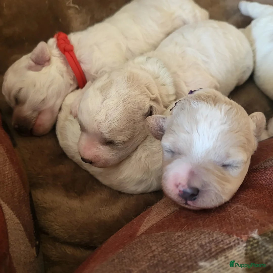 Bichon Frisé honden te koop: Koningshond: Bichon Frisé - Advertentie 5