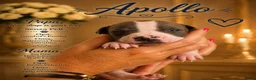 Amerikaanse Naakthond honden te koop: Prachtige Amerikaanse naakt hondjes - Advertentie 34