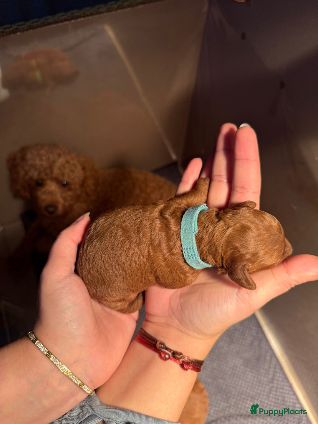 Poedel Toy honden te koop: Toy/dwerg poedel pups 🐾 - Advertentie 11