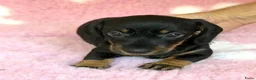Ruwhaar Teckel honden te koop: Ruwhaar dwerg teckel pups met stamboom - Advertentie 7