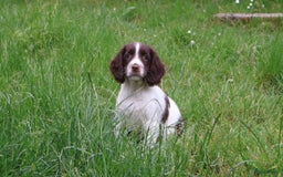 Engelse Springer Spaniel honden te koop: Lieve Engelse springer spaniel puppy's in Gameren - Afbeelding 5