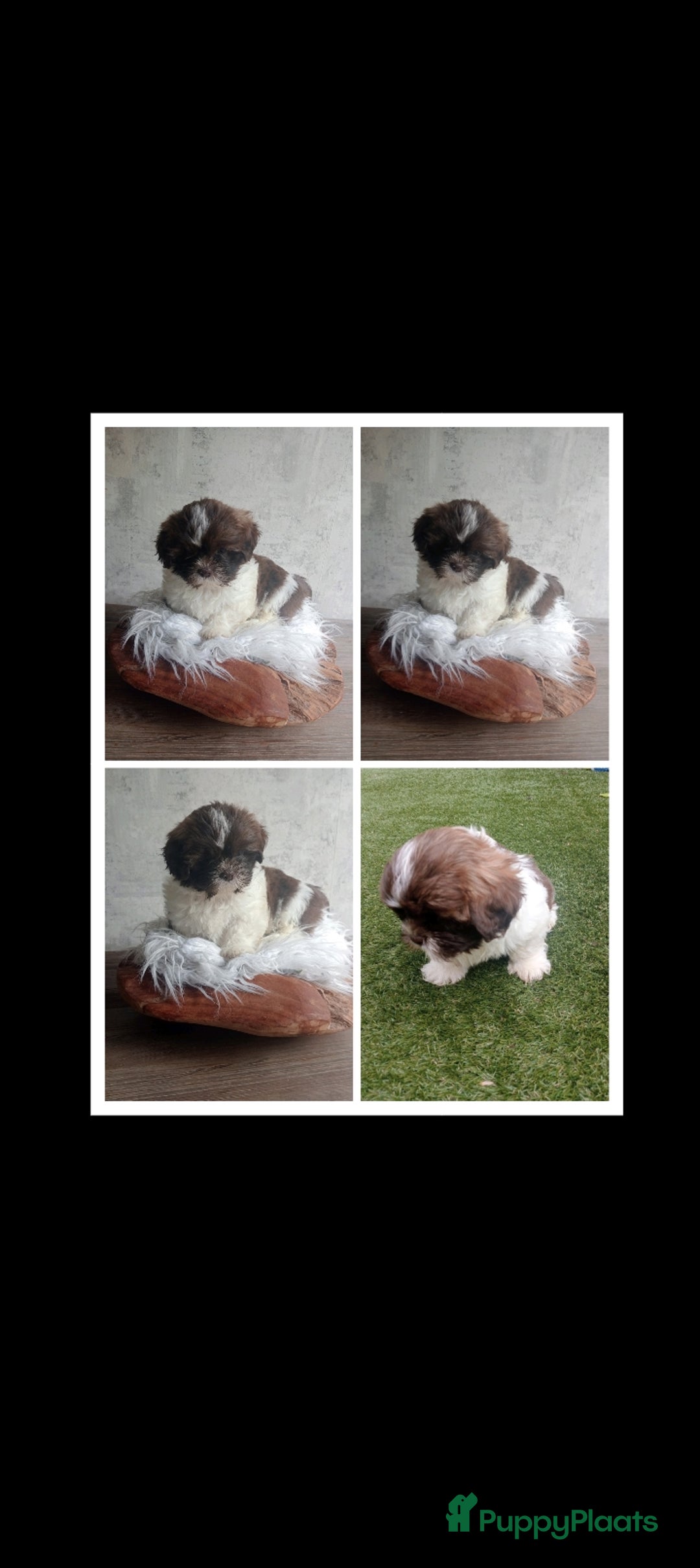 Shih Tzu honden te koop: Raszuivere Shih tzu pups nog 1 teefje en 1 reutje  - Afbeelding 20