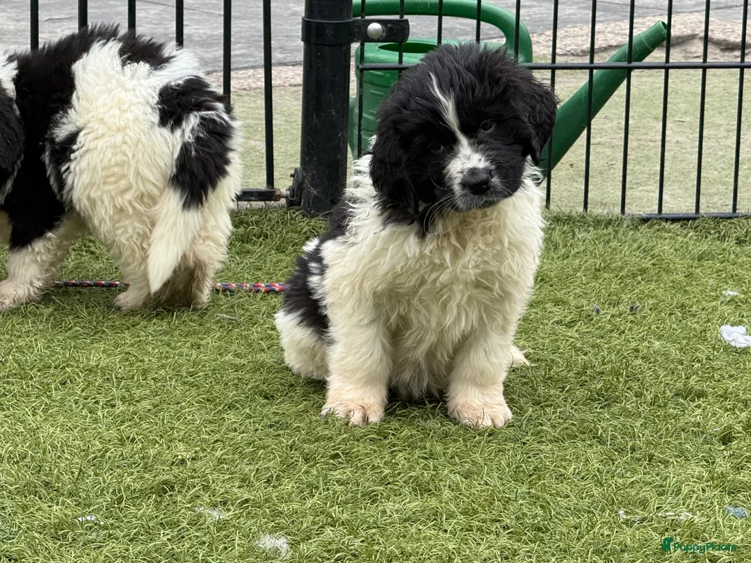 Newfoundlander honden te koop: Newfoundlander pups  - Advertentie 26