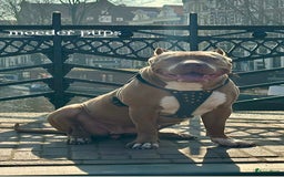 Amerikaanse Bully honden te koop: American Bully XL pups met ABKC stamboom - Afbeelding 19
