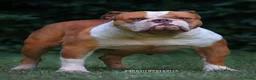Engelse Bulldog honden te koop: Engelse bulldog puppies - Advertentie 10