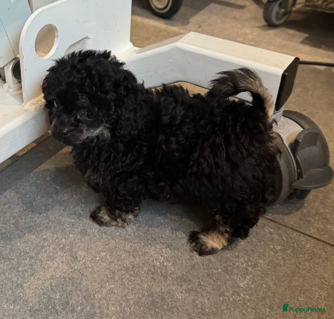 Poedel Toy honden te koop: Toy poedels  - Advertentie 2