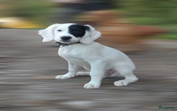 Cockapoo honden te koop: Cockapoo herhaalnestje in Kessel - Afbeelding 9