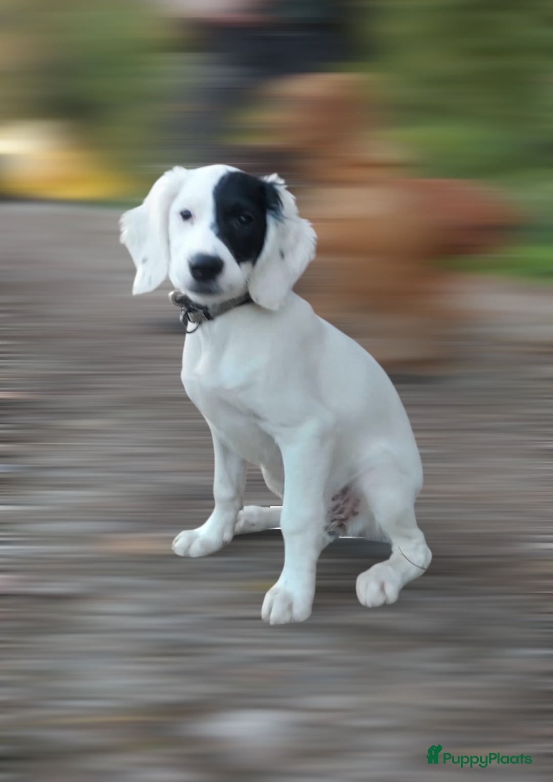 Cockapoo honden te koop: Cockapoo herhaalnestje in Kessel - Afbeelding 9