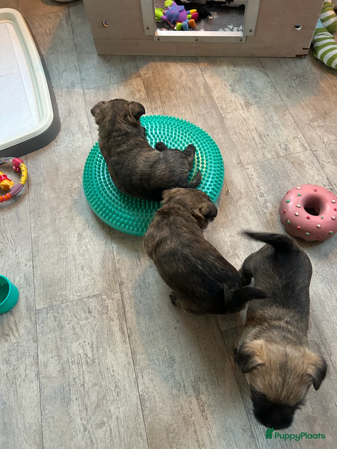 Cairn Terriër honden te koop: Cairn Terriër reutje gestroomd - Advertentie 3