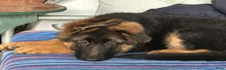 Duitse Herder honden te koop: Duitse herder puppy’s - Advertentie 2