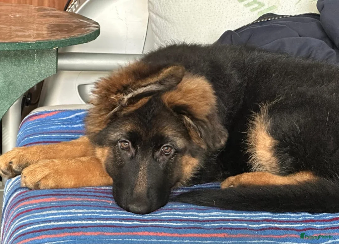 Duitse Herder honden te koop: Duitse herder puppy’s - Advertentie 2